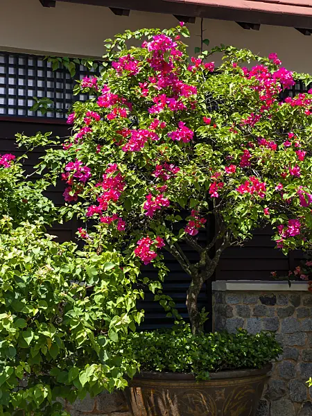 434193 - Bougainvillea