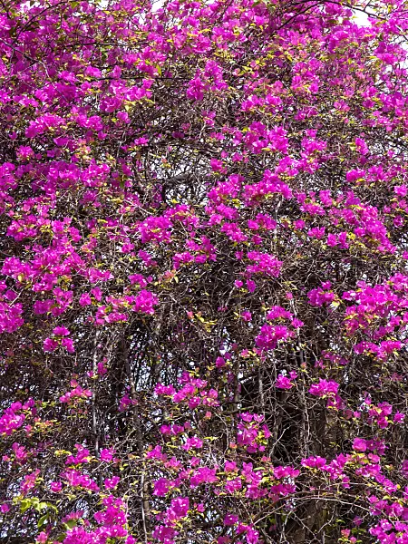 434204 - Bougainvillea