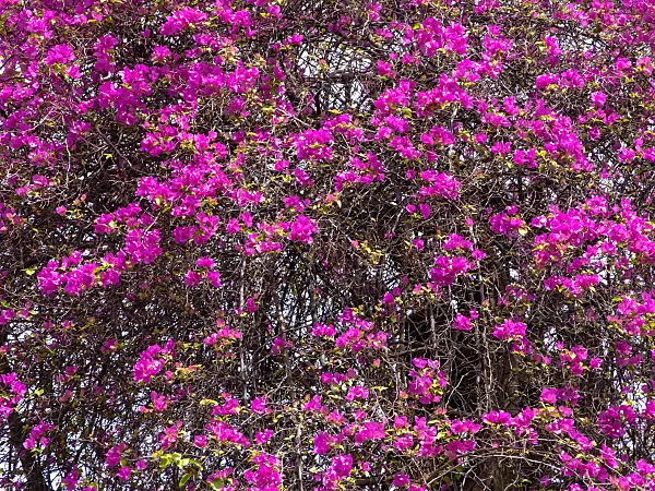 434205 - Bougainvillea