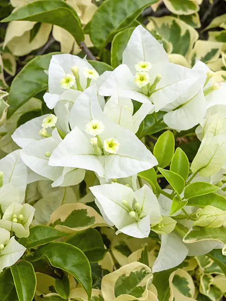 434207 - Bougainvillea