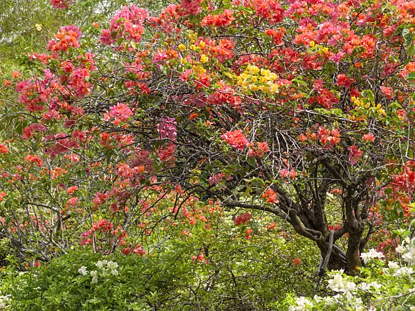 434208 - Bougainvillea