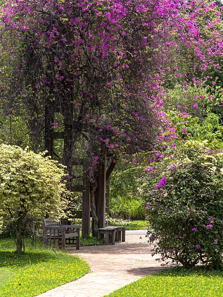 434211 - Bougainvillea