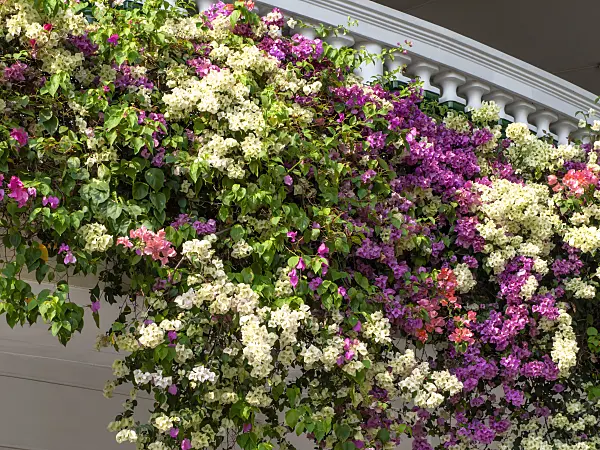 434236 - Bougainvillea