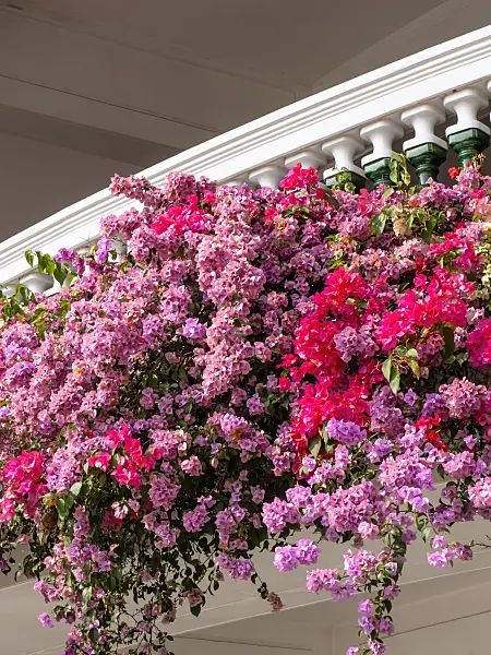 434237 - Bougainvillea