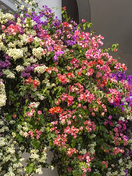 434238 - Bougainvillea