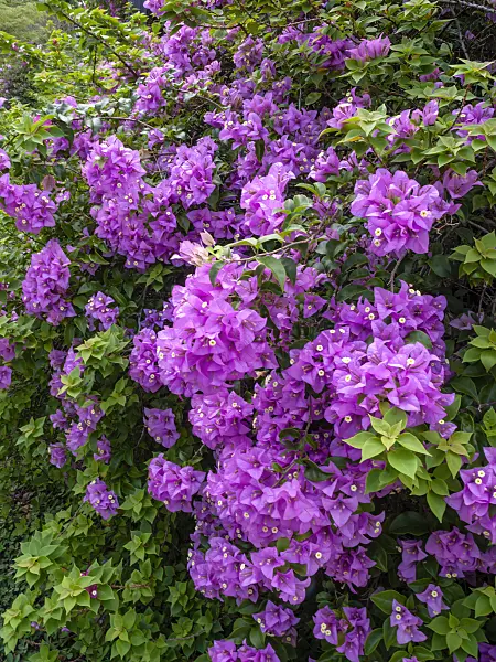 434401 - Bougainvillea