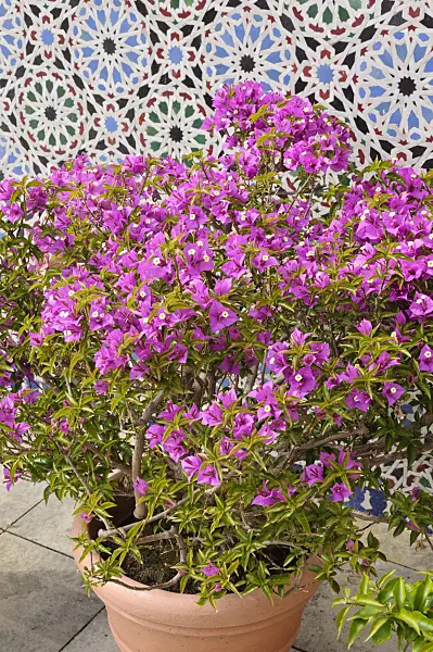 472375 - Bougainvillea