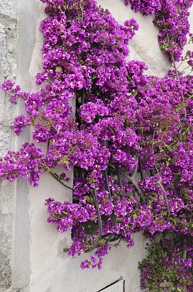 533113 - Bougainvillea