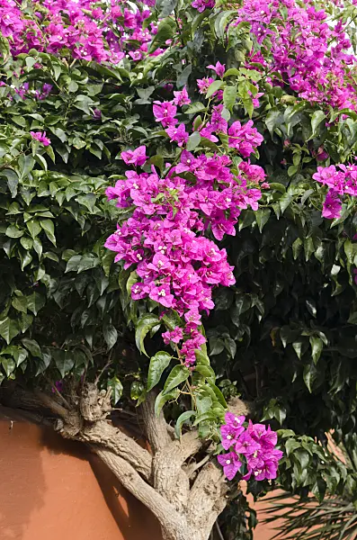 564020 - Bougainvillea