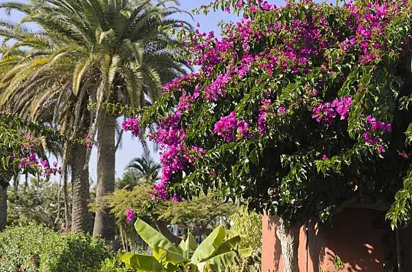 564053 - Bougainvillea