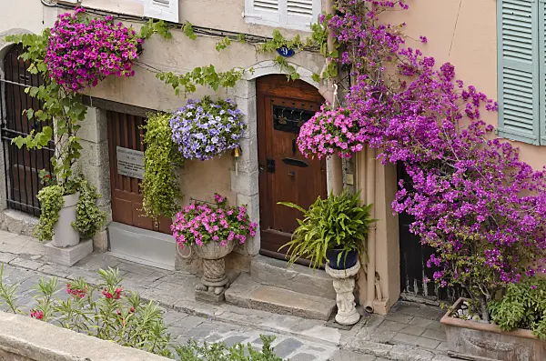 569014 - Bougainvillea and petunias (Petunia) in front of an old town house, Cannes, France