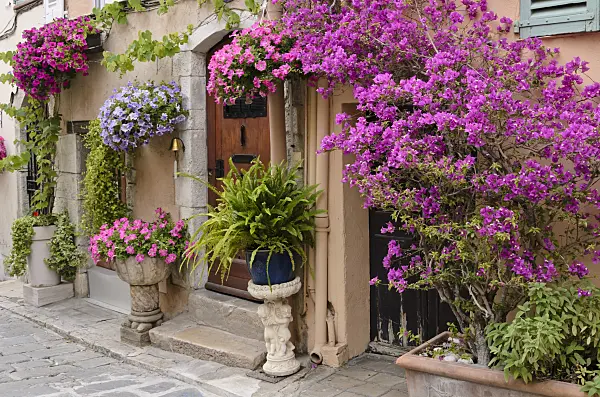 569017 - Bougainvillea and petunias (Petunia) in front of an old town house, Cannes, France