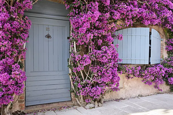 569056 - Bougainvillea at an old town house, Grimaud, France