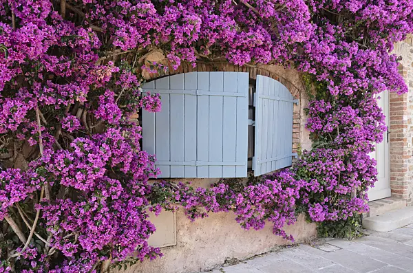 569057 - Bougainvillea at an old town house, Grimaud, France