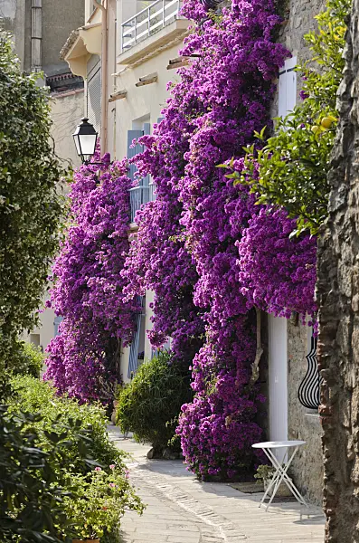 569062 - Bougainvillea at an old town house, Grimaud, France