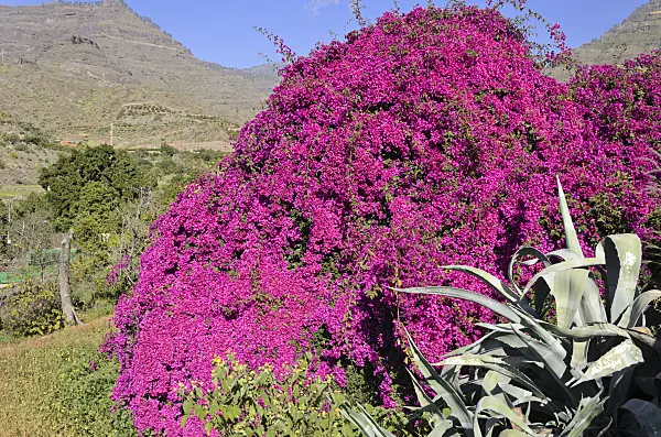 564069 - Bougainvillea, Gran Canaria, Spain