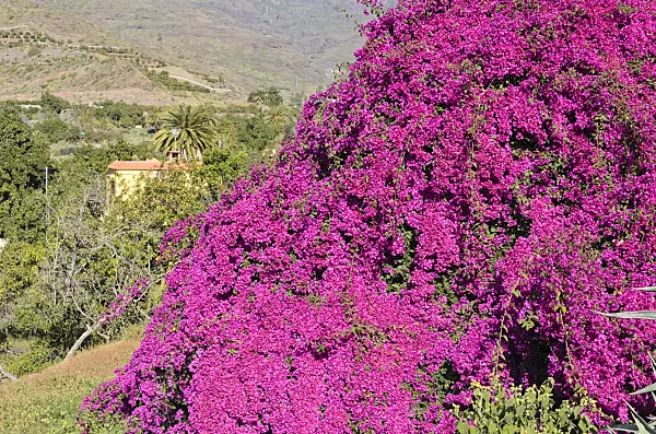 564070 - Bougainvillea, Gran Canaria, Spain