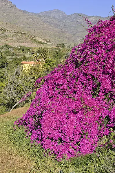 564071 - Bougainvillea, Gran Canaria, Spain