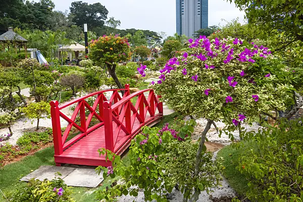 455410 - Bougainvillea, HortPark, Singapore