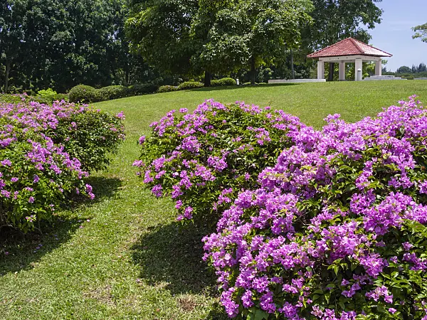 411046 - Bougainvillea, Marina City Park, Singapore