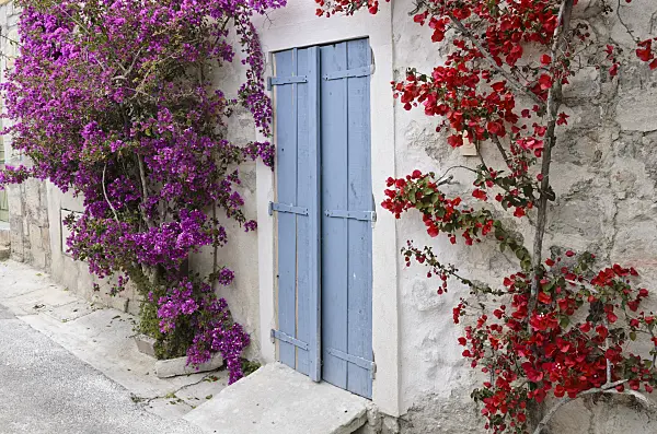 533111 - Bougainvillea on a house wall