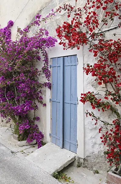 533112 - Bougainvillea on a house wall