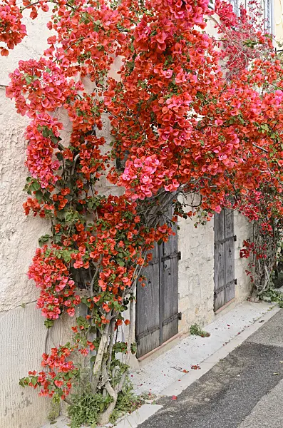 533129 - Bougainvillea on a house wall