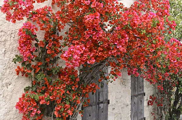 533130 - Bougainvillea on a house wall