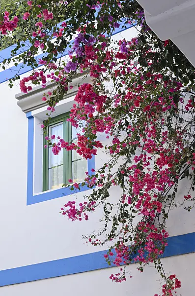 564130 - Bougainvillea, Puerto de Mogán, Gran Canaria, Spain
