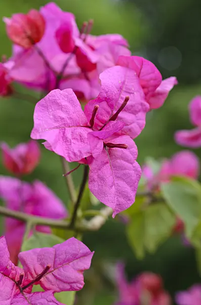 496409 - Bougainvillea x buttiana