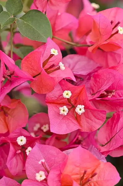 533510 - Bougainvillea x buttiana