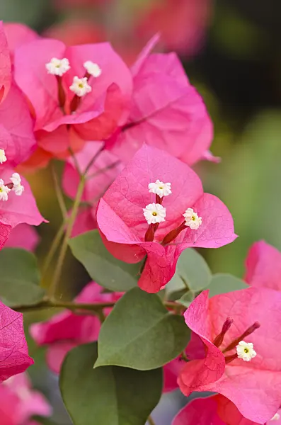 533511 - Bougainvillea x buttiana