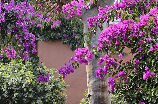 564226 - Bougainvillée (Bougainvillea)