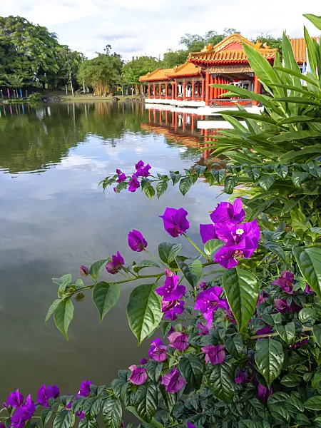 434088 - Bougainvillée (Bougainvillea), jardin chinois, Singapour