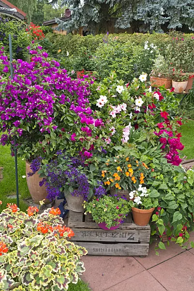 546061 - Bougainvillées (Bougainvillea), héliotrope (Heliotropium arborescens), dipladénias de Sander (Mandevilla syn. Dipladenia) et bégonias (Begonia)