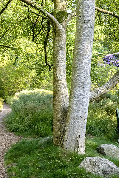 593037 - Bouleau (Betula platyphylla var. japonica)