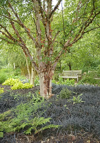 547075 - Bouleau de Chine (Betula albosinensis var. albosinensis)