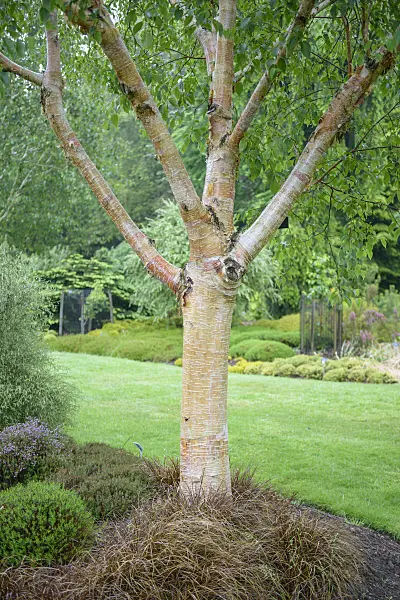 547090 - Bouleau de l'Himalaya (Betula utilis var. jacquemontii)