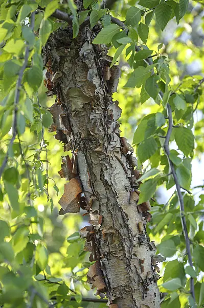 547085 - Bouleau noir (Betula nigra)