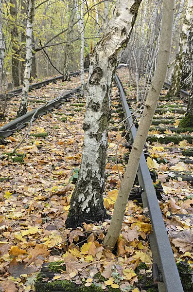 526012 - Bouleau verruqueux (Betula pendula) entre les rails d'un dépôt de marchandises abandonné, réserve naturelle de Schöneberger Südgelände, Berlin, Allemagne