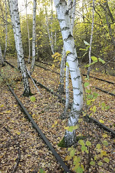 526013 - Bouleau verruqueux (Betula pendula) entre les rails d'un dépôt de marchandises abandonné, réserve naturelle de Schöneberger Südgelände, Berlin, Allemagne