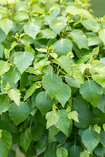 664056 - Bouleau verruqueux (Betula pendula 'Magical Globe')