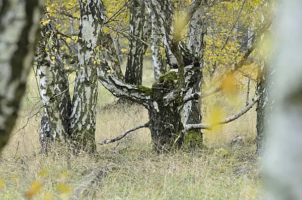 501199 - Bouleaux verruqueux (Betula pendula) entre les rails d'un dépôt de marchandises abandonné, réserve naturelle de Schöneberger Südgelände, Berlin, Allemagne