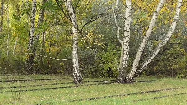 501210 - Bouleaux verruqueux (Betula pendula) entre les rails d'un dépôt de marchandises abandonné, réserve naturelle de Schöneberger Südgelände, Berlin, Allemagne