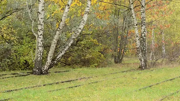 501211 - Bouleaux verruqueux (Betula pendula) entre les rails d'un dépôt de marchandises abandonné, réserve naturelle de Schöneberger Südgelände, Berlin, Allemagne