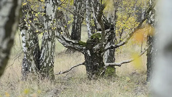 501212 - Bouleaux verruqueux (Betula pendula) entre les rails d'un dépôt de marchandises abandonné, réserve naturelle de Schöneberger Südgelände, Berlin, Allemagne