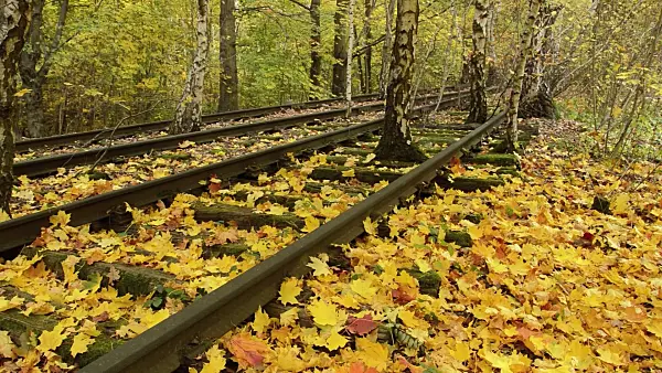 513164 - Bouleaux verruqueux (Betula pendula) entre les rails d'un dépôt de marchandises abandonné, réserve naturelle de Schöneberger Südgelände, Berlin, Allemagne