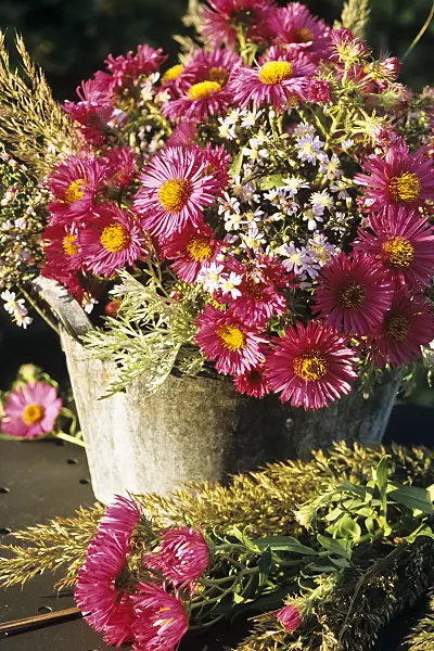 433206 - Bouquet of asters