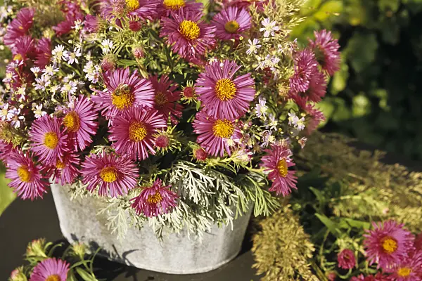 433213 - Bouquet of asters