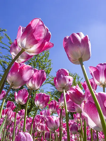401183 - Bouquet tulip (Tulipa Cloud Nine)